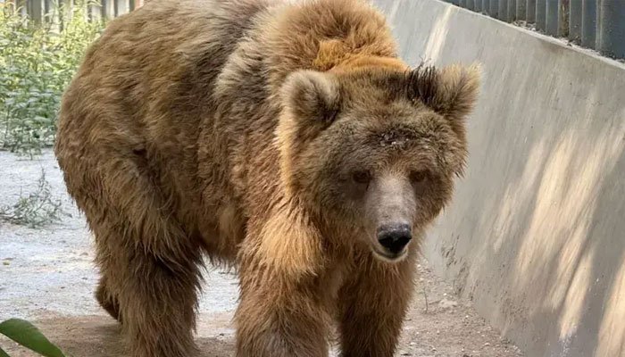 رانو ریچھ کو کراچی سے اسلام آباد منتقلی کیلئے روانہ کردیا گیا