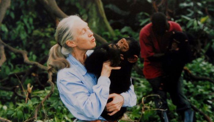 جنگل میں چمپینزیز کیساتھ رہنے والی حیوانی بقا کی علمبردار جین گوڈال انتقال کرگئیں
