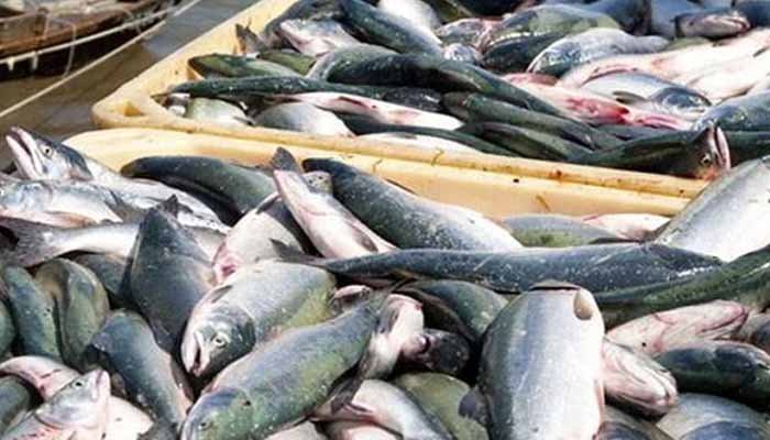 ملک کے ساحلی علاقوں میں مچھلیوں کی بھرمار ، وجہ کیا ہے؟