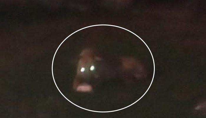 راولپنڈی میں شیر کا گھر میں گھس کر حملہ، ایک شخص زخمی