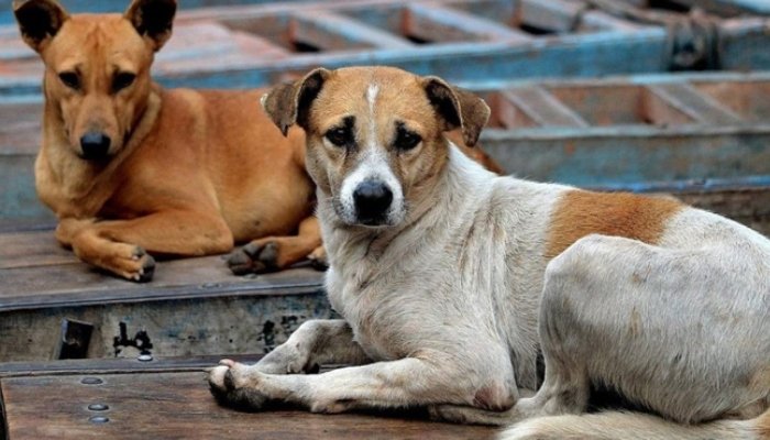 اسلام آباد ہائیکورٹ نے آوارہ کتوں کی ویکسینیشن کی ہدایت کردی