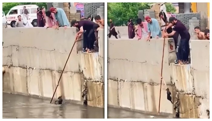 ویڈیو: کراچی میں شہریوں نے نالے میں ڈوبتی بلی کو بچا لیا