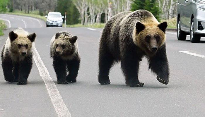 جاپان نے ریچھوں کو آبادی سے دور رکھنےکیلئے انوکھا طریقہ اپنالیا