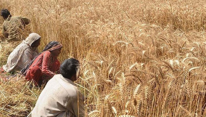 سندھ کا وفاق سے گندم کی کم از کم امدادی قیمت 4200 روپے فی من مقرر کرنے کا مطالبہ