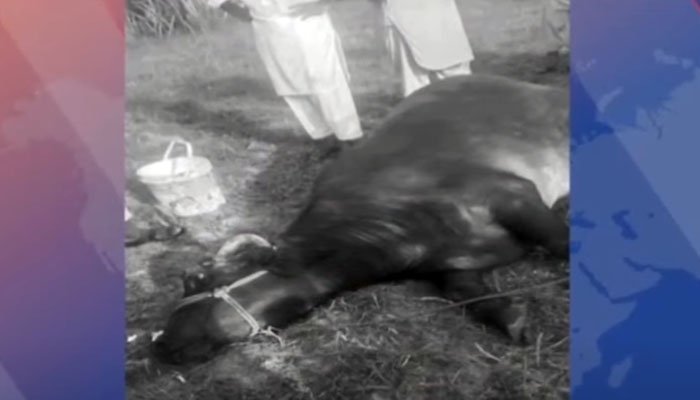 گجرات میں نامعلوم افراد نے بھینس کی 2 ٹانگیں کاٹ دیں