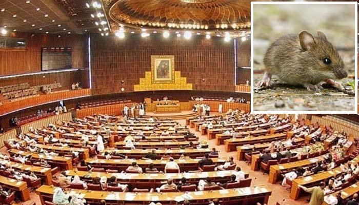 سینیٹ اجلاس کے دوران ایوان سے چوہا نکل آیا