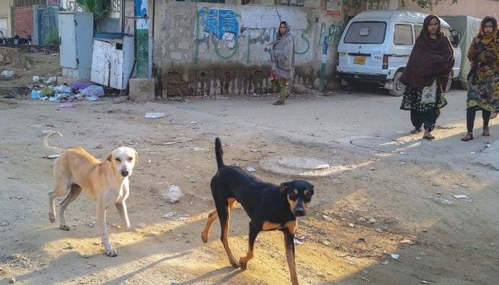 پاکپتن: آوارہ کتوں کے کاٹنے سے ڈاکٹر اور خواتین سمیت 11 افراد زخمی