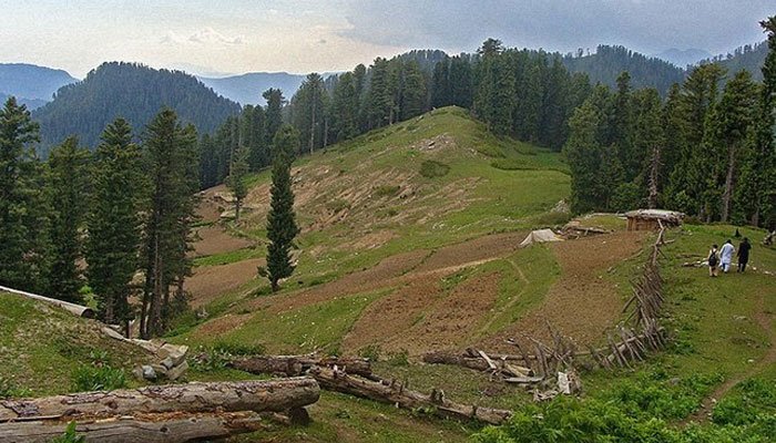 پختونخوا کے جنگلات اجاڑنے کے بعد لکڑی و لینڈ مافیا نے مکنیال جنگل کا رخ کرلیا